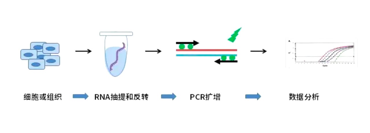 熒光定量PCR實(shí)驗(yàn)過程